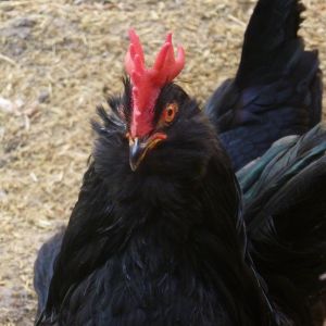 black azerbaijan 
Rare Breed Poultry
Azerbaijan breeds
rare race 
Marand