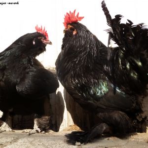 rare marand roosters