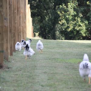 Running the new fence line.