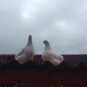 Roof Chicks