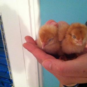 Hand Chicks