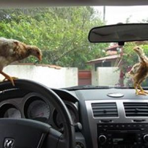 Driving Ladies