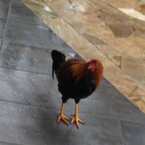 Waikiki chicken
