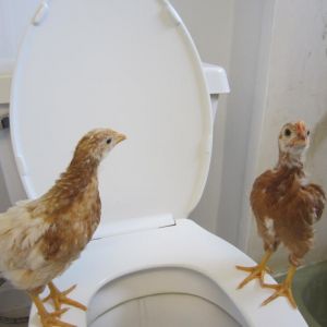 Teenage Bathroom Chicks