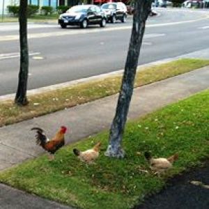 Wild Chicken Family