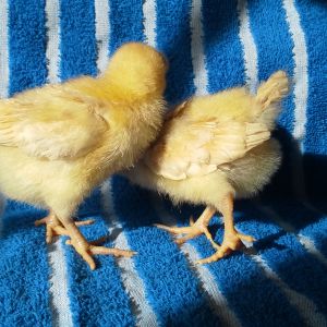 buff orpington pullets