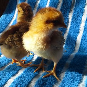 welsummer( hopefully pullets)