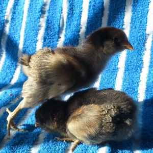 americana (hopefully pullets)
