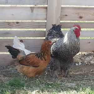 the big ol' rooster and the other ameraucana