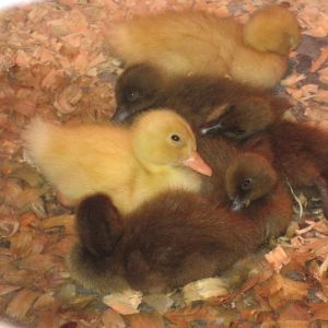 Our new duckies.