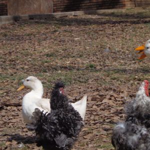 Mr. and Mrs. Frizzle, in with the ducks while awaiting their ouw pen.