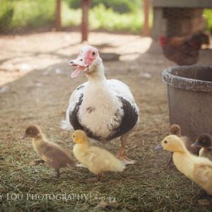 Mrs Duck-Duck (@ 10yrs old) with her ducklings July 2013.