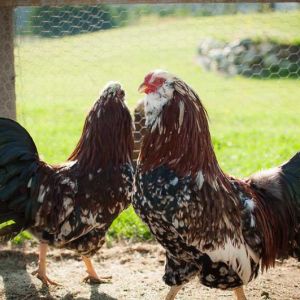Spangled Russian Orloff Roosters
