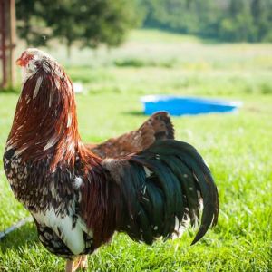 Spangled Russian Orloff Rooster