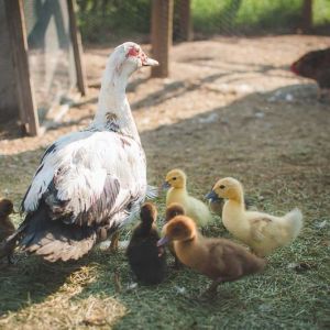 Mrs Duck-Duck (@ 10yrs old) with her ducklings July 2013.