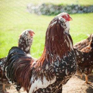 Spangled Russian Orloff Rooster
