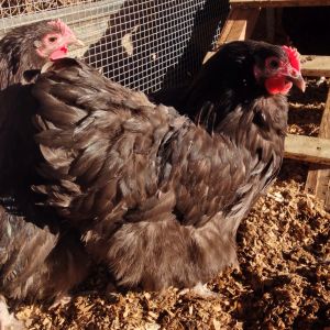 Large BANTAM English Chocolate Orpingtons. Extremely gentle and sweet hens and roosters. They actually prefer their coop to free ranging and are far too sweet to mix into a flock of Rhode Island Reds or other dominant breeds. I am breeding for large size, sweetness, and conformity to English standards.
Fertile Eggs Available for $3 each in the Portland, OR area call or text Amanda 971-241-9874
I am willing to ship. If eggs must be shipped they will be $40 per dozen plus actual shipping cost from 97267 to you.