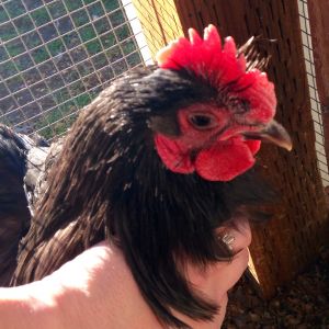 Large BANTAM English Chocolate Orpingtons. Extremely gentle and sweet hens and roosters. They actually prefer their coop to free ranging and are far too sweet to mix into a flock of Rhode Island Reds or other dominant breeds. I am breeding for large size, sweetness, and conformity to English standards.
Fertile Eggs Available for $3 each in the Portland, OR area call or text Amanda 971-241-9874
I am willing to ship. If eggs must be shipped they will be $40 per dozen plus actual shipping cost from 97267 to you.