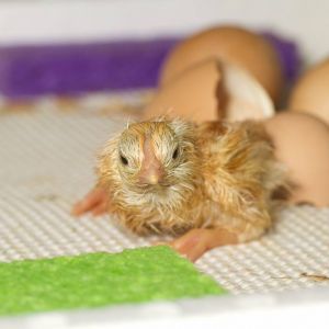#14 was a help out. Hope it survives as the umbilical cord was still attached the the shell.  Had to cut it off.  Chick was also pipping outfought pointless of the egg.  13 earlier chicks all came out on their own and pipped from the big end of the egg.  Three more eggs inn incubator (probably won't make it as they haven't pipped yet).  It is day #3 since first one hatched.  One died after pipping part way.  Started with 23 but only 18 made it to lock down.