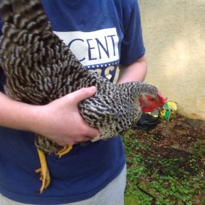 Loretta, my barred rock