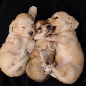 Puppies!