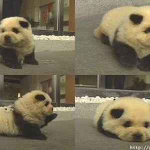 Pan-dog!