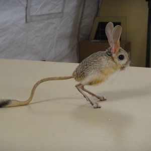 This is a jerboa, and it really is a real animal. It lives in the desert