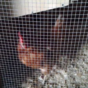 Koki in her coop.