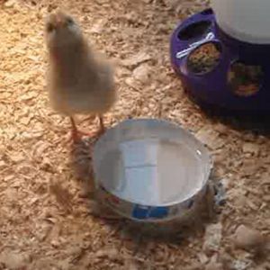 Baby Prissy drinking fresh water!