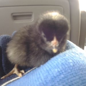 Speckles coming home from the hatchery with her sister, Prissy!