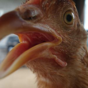 Prissy is clucking!  "Bo-Bo-Beh-Beh!!!!" is the noise she makes!