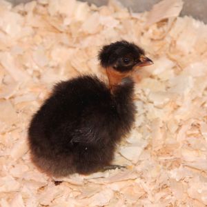 This is Bella. She's a Polish/Turkin mix. She has 2 sisters and one brother (I think). They were my first attempt at incubating. The other 3 are Polish/??? mixes. Should be fun to watch these guys grow. My lil Frankensteins. 
 Now 3 weeks old and doing great. Sporting little mo-hawks.