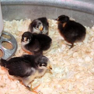 My first time incubating. They are beautiful and healthy. Proud Mama.