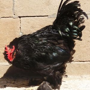 Marandi

a.k.a. Black Azerbaijan