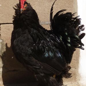 Marandi

a.k.a. Black Azerbaijan