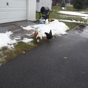 Black Betty, Perscilla , and Louise searching for exposed grass in the cold winter