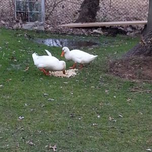 Daisy and Donald Duck