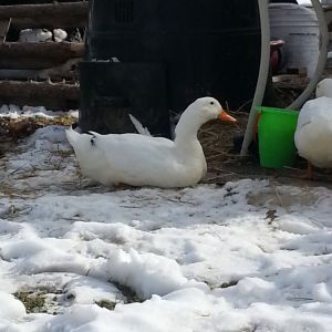 Donald Duck