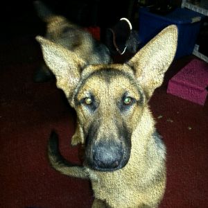 Major @ 6 months
