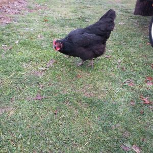 Black Betty