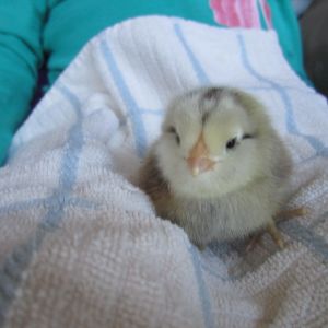 Baby Ameracauna chick.