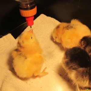 Caught on to the brooder bottle caps right away.