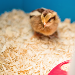 Our Welsummer, Leven, at 4 days old.