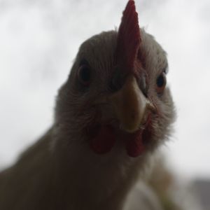 This is Lola, She's a White Leghorn Hen. She a Layer now, and is pretty nice, For a Leghorn..