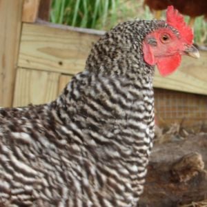barred rock hen - 4 yrs old