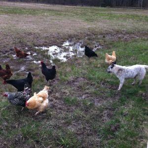 Betty (Cattle Dog) watching over the flock.