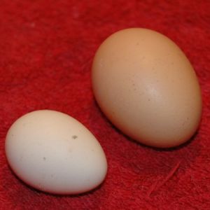 compare store bought large egg to Olandsk Dwarf egg.  Impressive considering the dove sized bird that produced it!