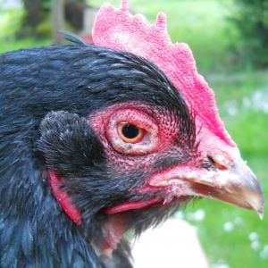 Perchalika (aka Perchy) is my oldest chicken she is 9 years old now. She is very friendly and will follow me around and help me in the garden. She is a Barnevelder.