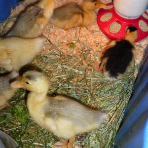 Them when they were ducklings. The day after I got them. <3