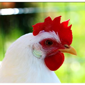 One of my chickens striking a pose.